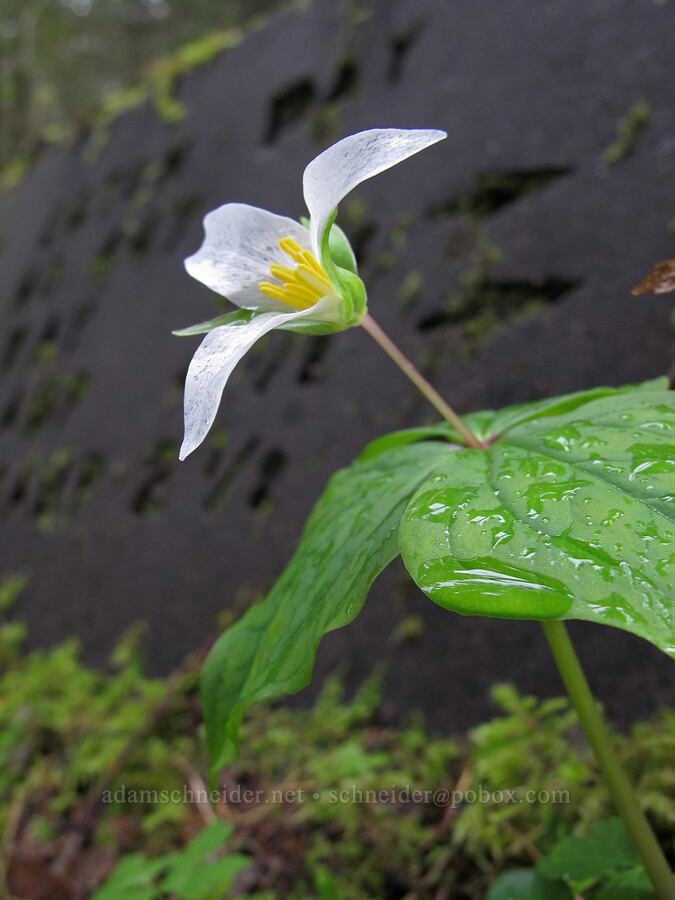 trillium (Trillium ovatum) [Herman Creek Trail, Mt. Hood National Forest, Hood River County, Oregon]