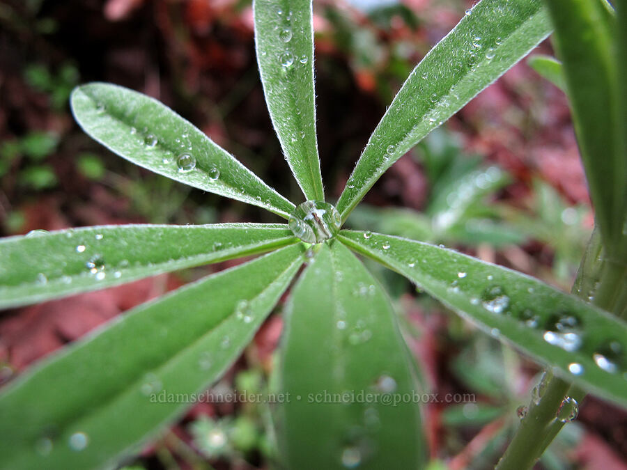 water drops on a lupine leaf (Lupinus sp.) [Nick Eaton Trail, Mt. Hood National Forest, Hood River County, Oregon]