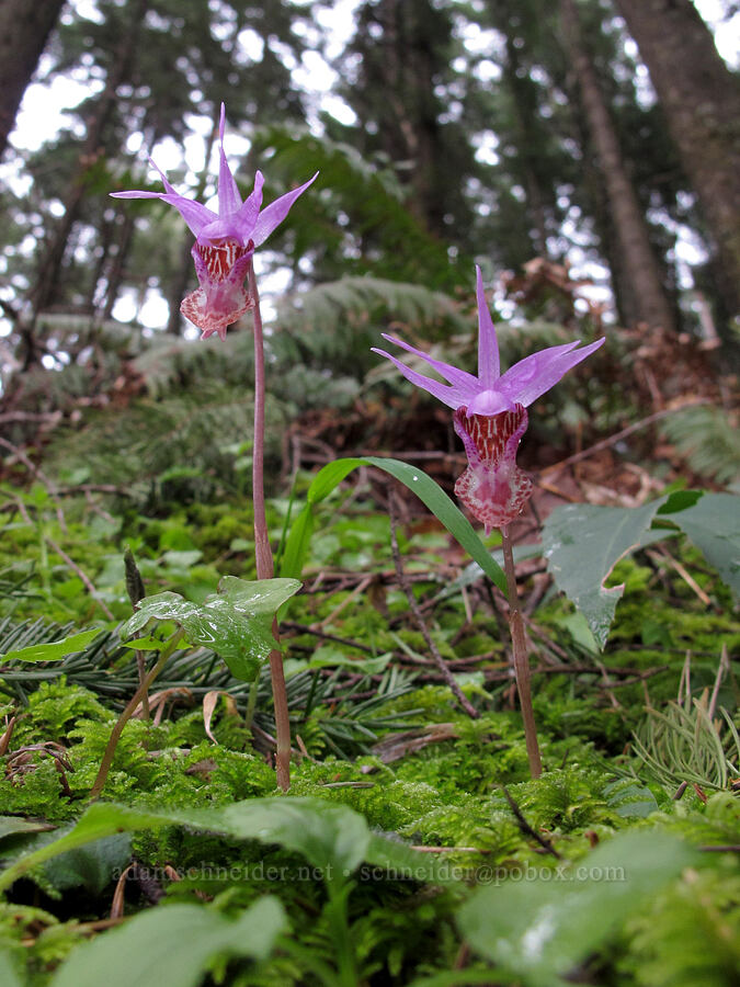 calypso orchids (Calypso bulbosa) [Nick Eaton Trail, Mt. Hood National Forest, Hood River County, Oregon]