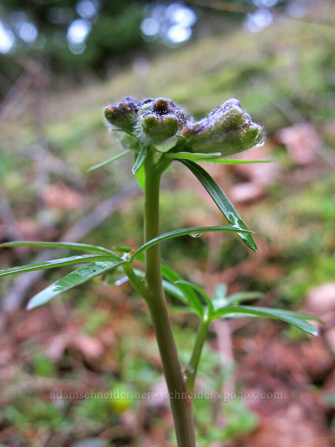 larkspur, budding (Delphinium nuttallianum) [Nick Eaton Trail, Mt. Hood National Forest, Hood River County, Oregon]