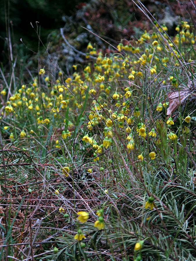 droopy gold stars (Crocidium multicaule) [Nick Eaton Trail, Mt. Hood National Forest, Hood River County, Oregon]