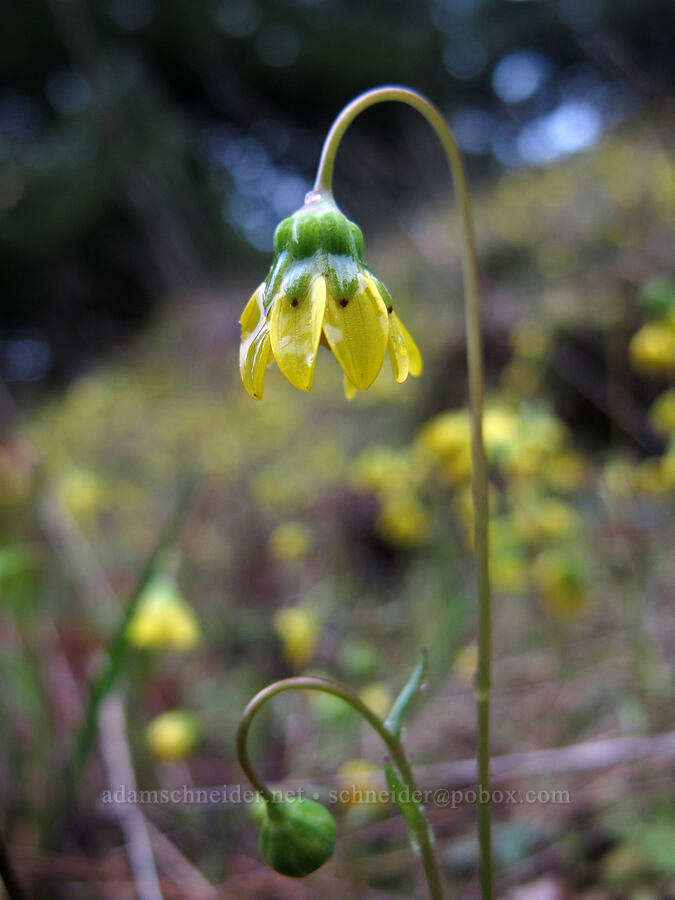 gold stars (Crocidium multicaule) [Nick Eaton Trail, Mt. Hood National Forest, Hood River County, Oregon]