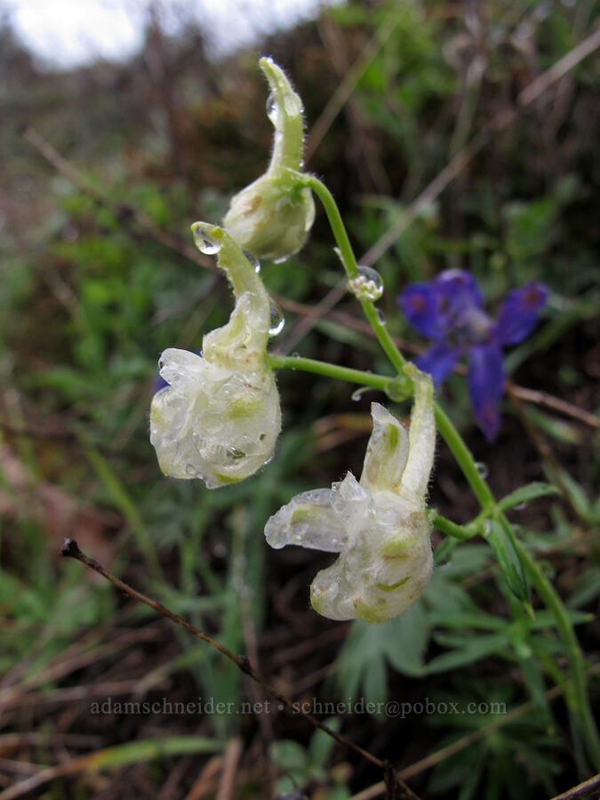 larkspur with white flowers (Delphinium nuttallianum) [Nick Eaton Trail, Mt. Hood National Forest, Hood River County, Oregon]