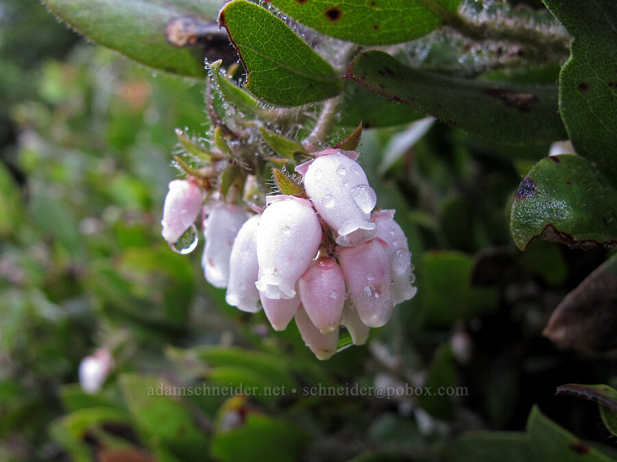 manzanita (Arctostaphylos sp.) [Nick Eaton Trail, Mt. Hood National Forest, Hood River County, Oregon]