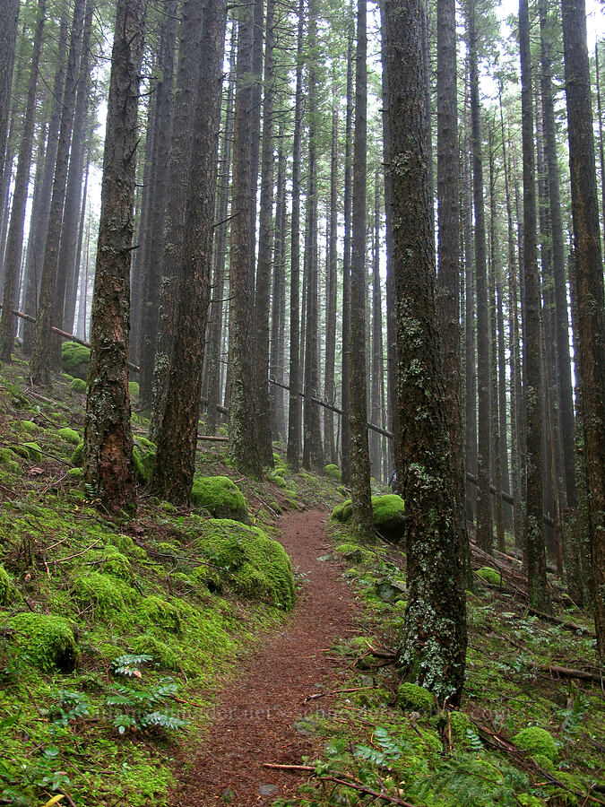 the trail [Nick Eaton Trail, Mt. Hood National Forest, Hood River County, Oregon]