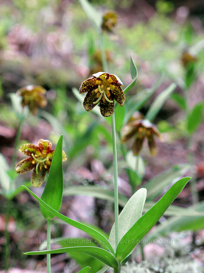 chocolate lilies (Fritillaria affinis) [Herman Creek Trail, Mt. Hood National Forest, Hood River County, Oregon]