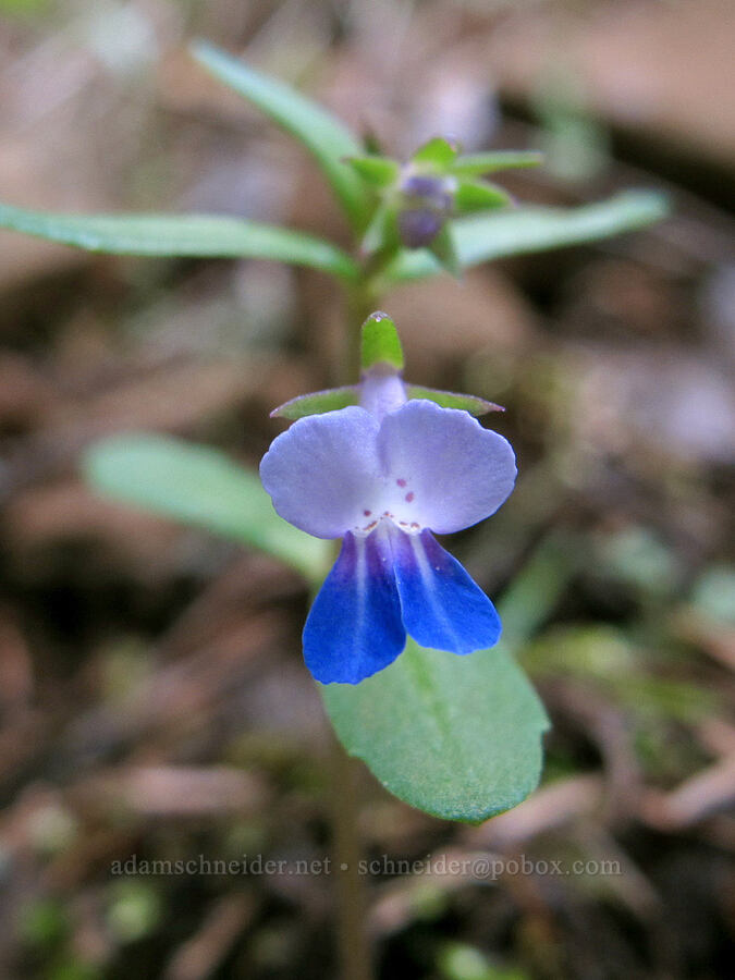 small-flowered blue-eyed-mary (Collinsia parviflora) [Herman Creek Trail, Mt. Hood National Forest, Hood River County, Oregon]