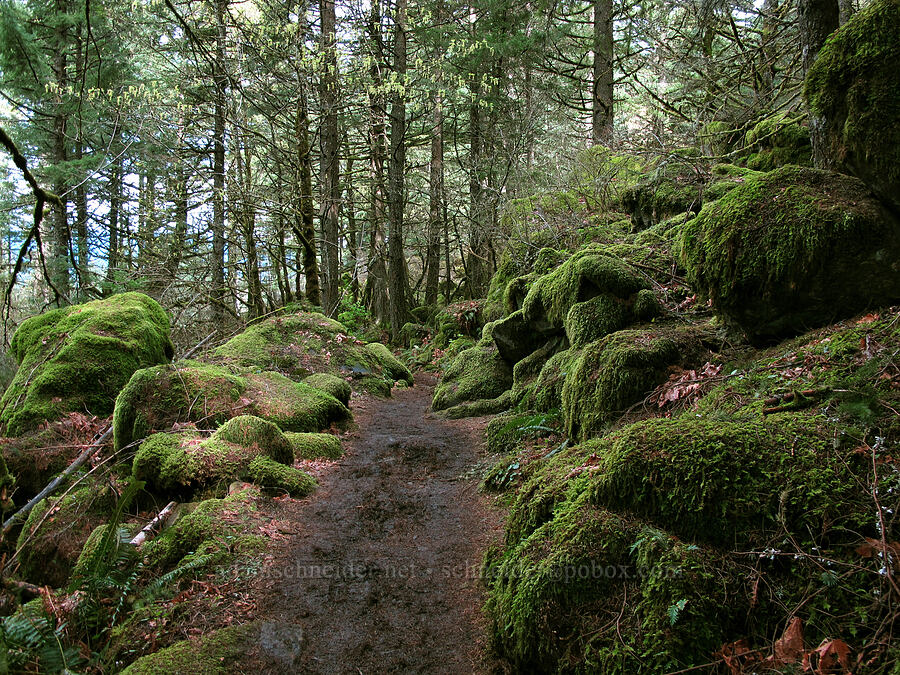 mossy boulders [Herman Creek Trail, Mt. Hood National Forest, Hood River County, Oregon]