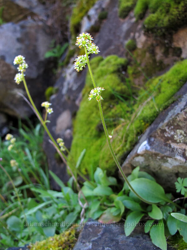 whole-leaf saxifrage (Micranthes integrifolia (Saxifraga integrifolia)) [Mosier Plateau Trail, Mosier, Wasco County, Oregon]