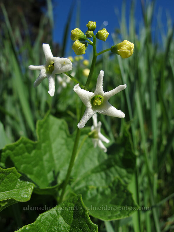coastal manroot flowers (Marah oregana (Marah oreganus)) [Mosier Plateau Trail, Mosier, Wasco County, Oregon]