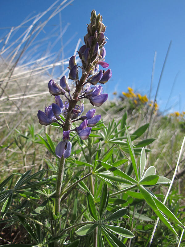 lupine (Lupinus sp.) [Mosier Plateau Trail, Mosier, Wasco County, Oregon]