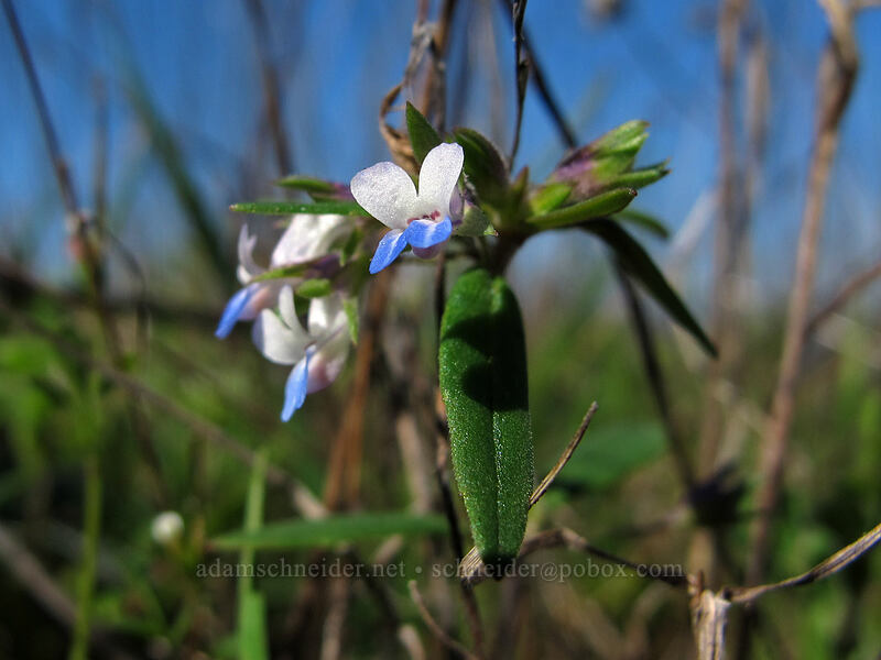 small-flowered blue-eyed-mary (Collinsia parviflora) [Mosier Plateau Trail, Mosier, Wasco County, Oregon]