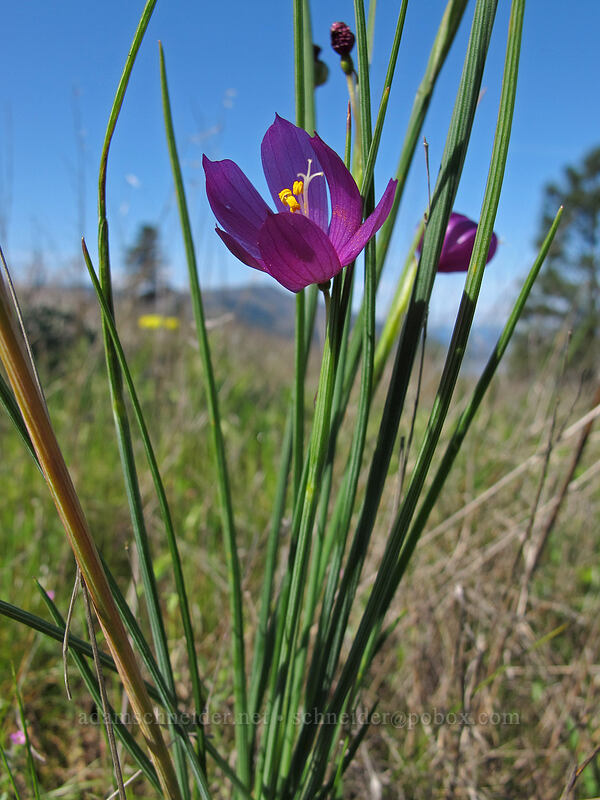 grass widow (Olsynium douglasii) [Mosier Plateau Trail, Mosier, Wasco County, Oregon]
