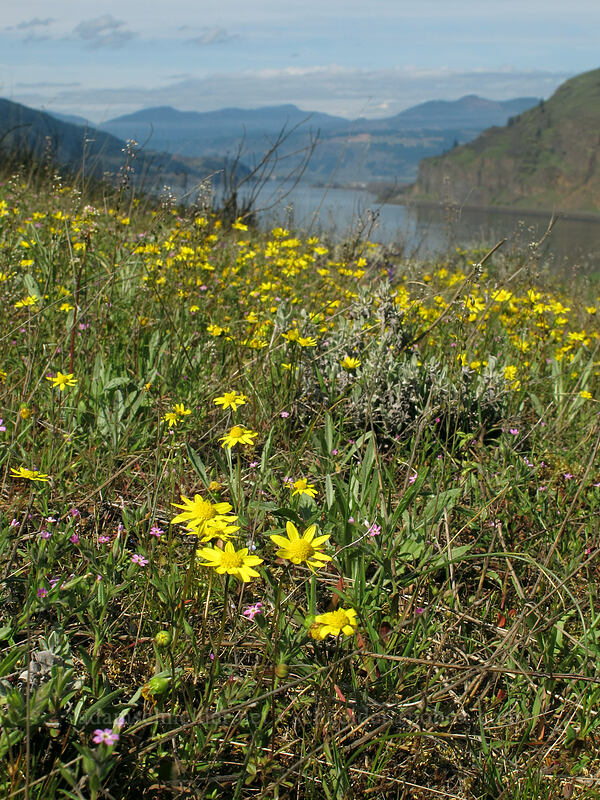 gold stars (Crocidium multicaule) [Mosier Plateau Trail, Mosier, Wasco County, Oregon]