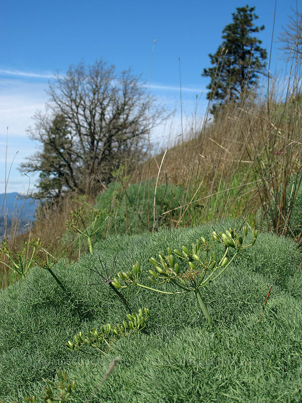 Columbia desert parsley seeds (Lomatium columbianum) [Mosier Plateau Trail, Mosier, Wasco County, Oregon]