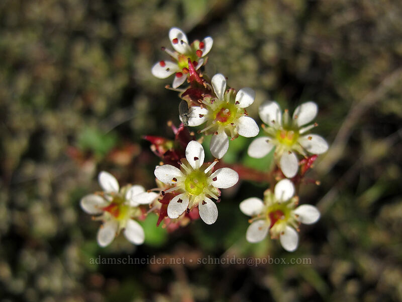rusty-hair saxifrage (Micranthes rufidula (Saxifraga rufidula)) [Memaloose Overlook, Mosier, Wasco County, Oregon]