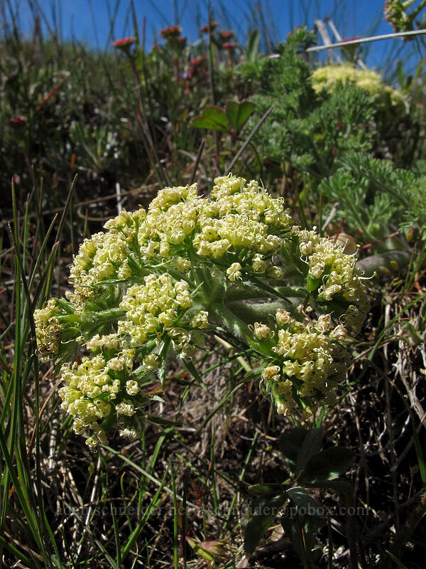 biscuitroot (Lomatium macrocarpum) [Stacker Butte Road, Columbia Hills State Park, Klickitat County, Washington]