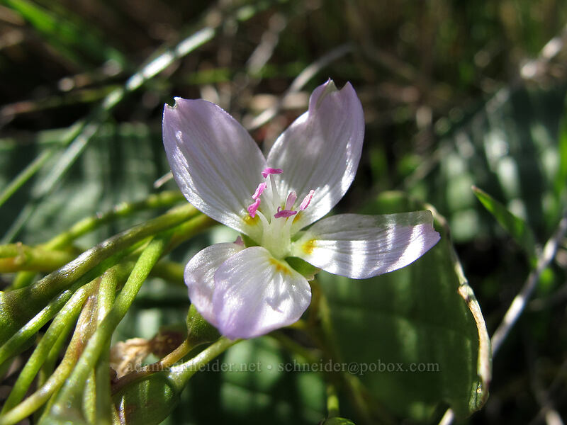 lance-leaf spring beauty (Claytonia lanceolata) [Stacker Butte, Columbia Hills State Park, Klickitat County, Washington]