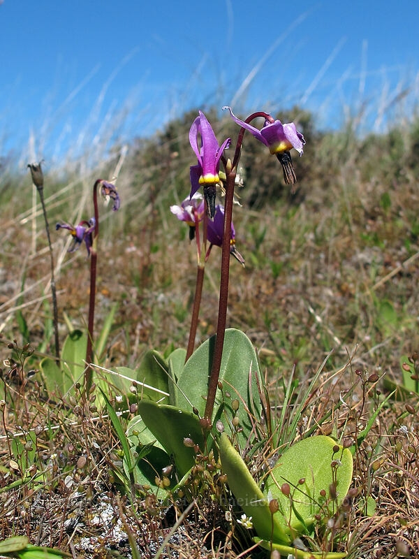 desert shooting-star (Dodecatheon conjugens (Primula conjugens)) [Stacker Butte, Columbia Hills State Park, Klickitat County, Washington]