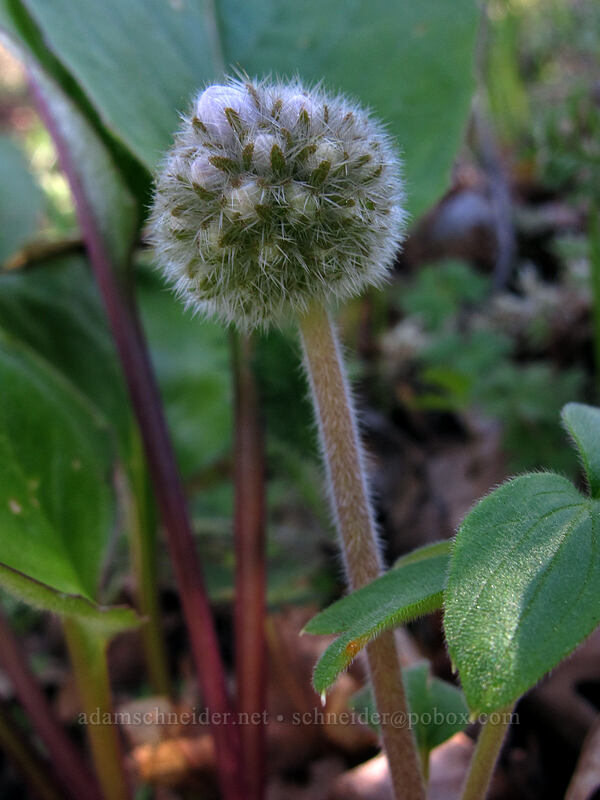 ball-head waterleaf (Hydrophyllum capitatum var. thompsonii) [Oak Spring, Columbia Hills State Park, Klickitat County, Washington]