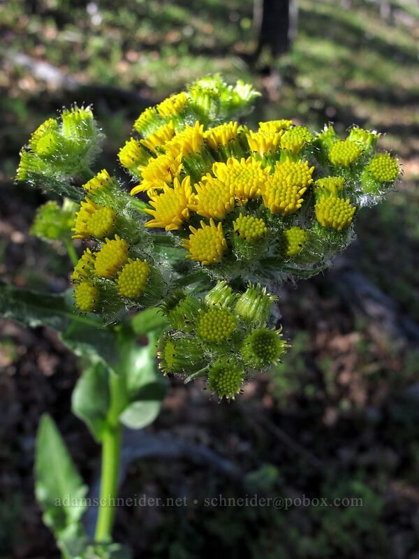 yellow western groundsel (Senecio integerrimus var. exaltatus) [Oak Spring, Columbia Hills State Park, Klickitat County, Washington]