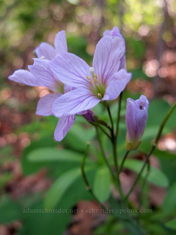 oaks toothwort (Cardamine nuttallii) [Oak Spring, Columbia Hills State Park, Klickitat County, Washington]