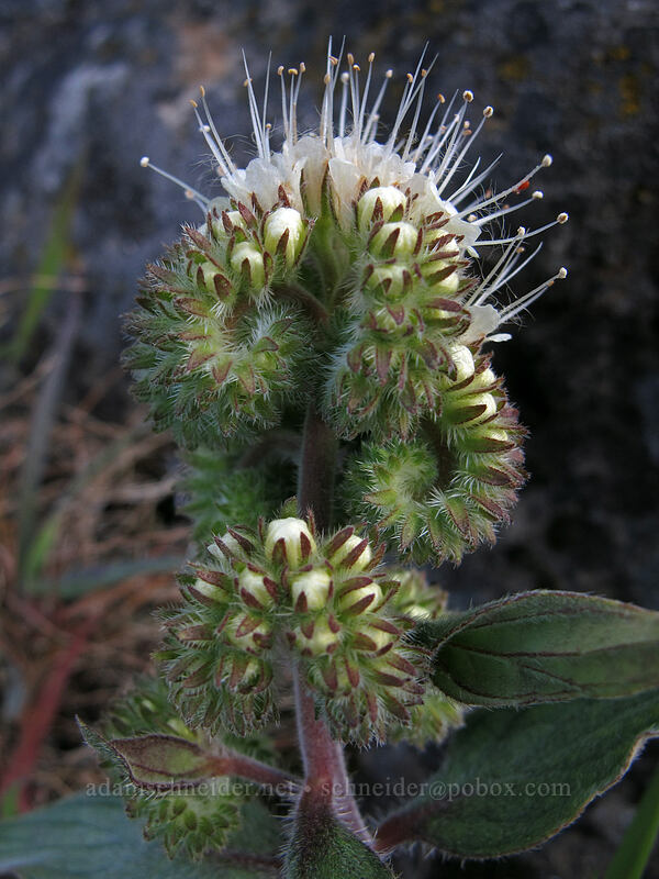 silver-leaf phacelia (Phacelia hastata) [Horsethief Butte, Columbia Hills State Park, Klickitat County, Washington]