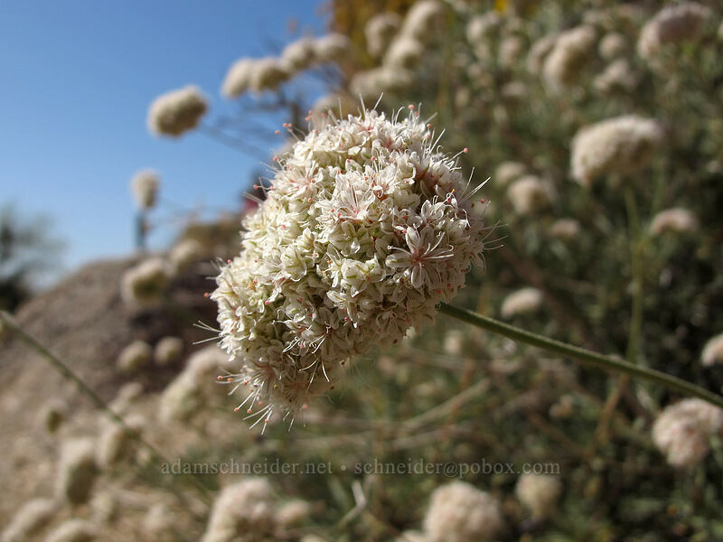 California buckwheat (Eriogonum fasciculatum) [Pinnacle Peak Park, Scottsdale, Maricopa County, Arizona]
