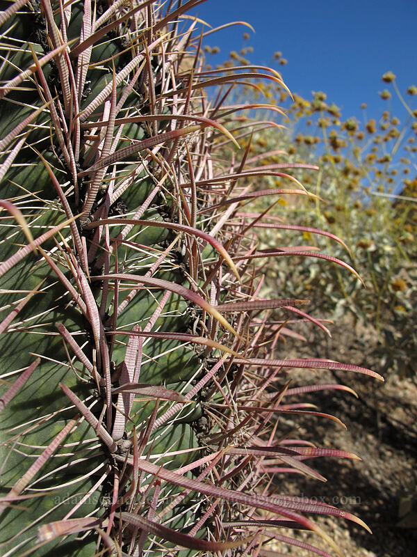 desert barrel cactus spines (Ferocactus cylindraceus) [Pinnacle Peak Park, Scottsdale, Maricopa County, Arizona]