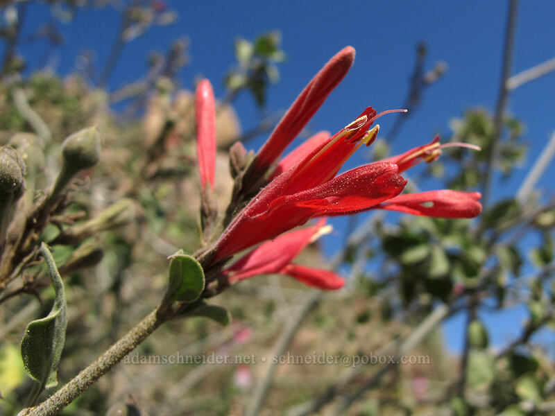 chuparosa (Justicia californica) [Pinnacle Peak Park, Scottsdale, Maricopa County, Arizona]