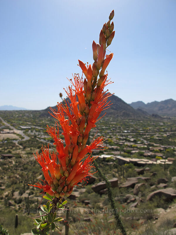ocotillo (Fouquieria splendens) [Pinnacle Peak Park, Scottsdale, Maricopa County, Arizona]
