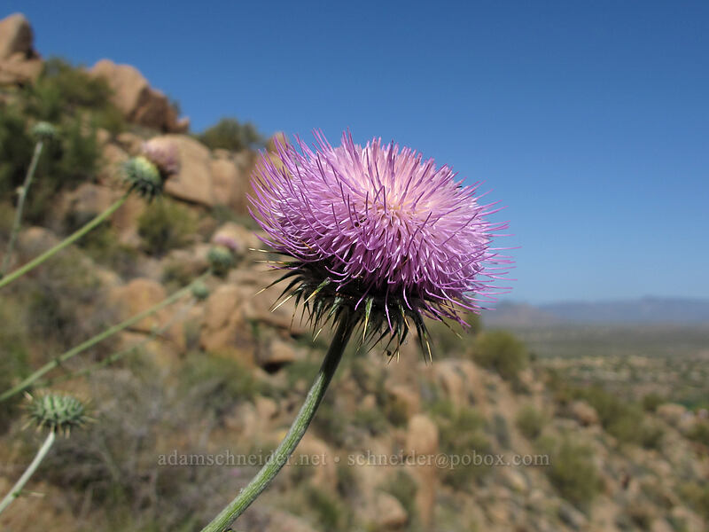 New Mexico thistle (Cirsium neomexicanum) [Pinnacle Peak Park, Scottsdale, Maricopa County, Arizona]