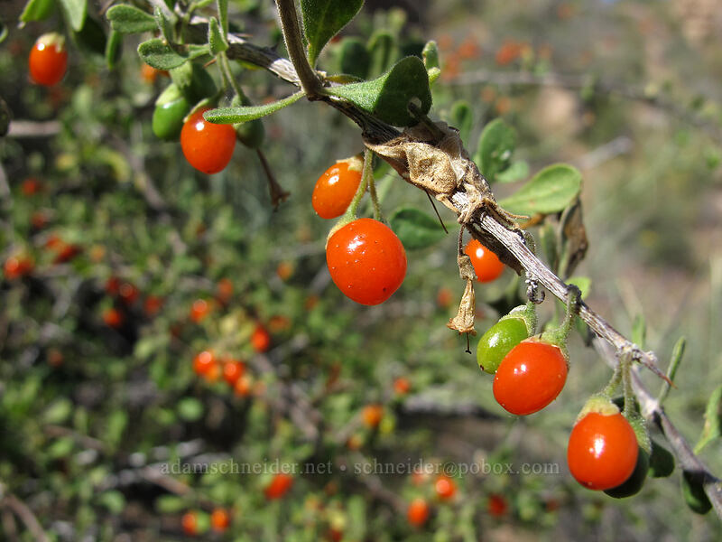 wolfberry (Lycium sp.) [Pinnacle Peak Park, Scottsdale, Maricopa County, Arizona]