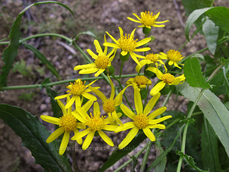 Lemmon's ragwort (Senecio lemmonii) [Pinnacle Peak Park, Scottsdale, Maricopa County, Arizona]