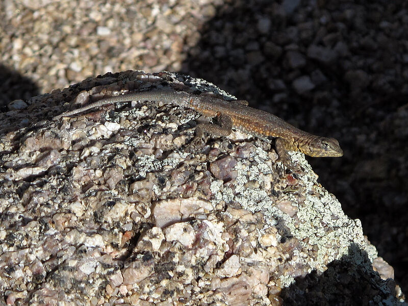 common side-blotched lizard (Uta stansburiana) [Pinnacle Peak Park, Scottsdale, Maricopa County, Arizona]