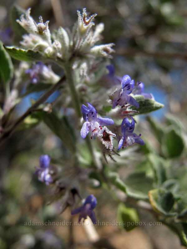 desert lavender (Condea emoryi (Hyptis emoryi)) [Pinnacle Peak Park, Scottsdale, Maricopa County, Arizona]