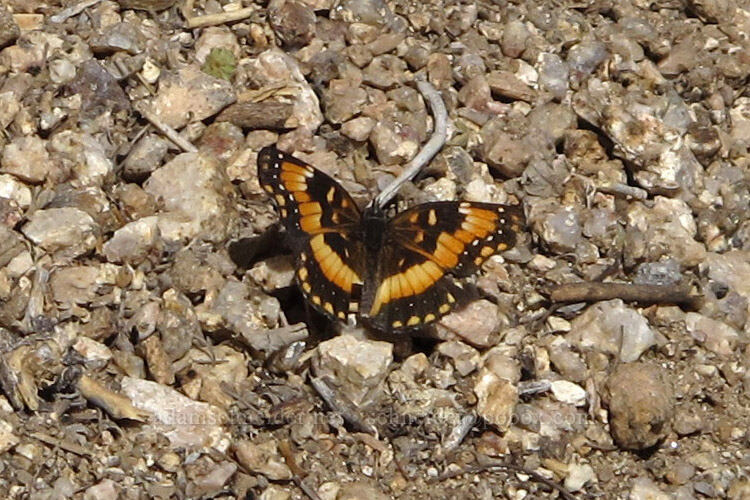 California Patch butterfly (Chlosyne californica) [Pinnacle Peak Park, Scottsdale, Maricopa County, Arizona]