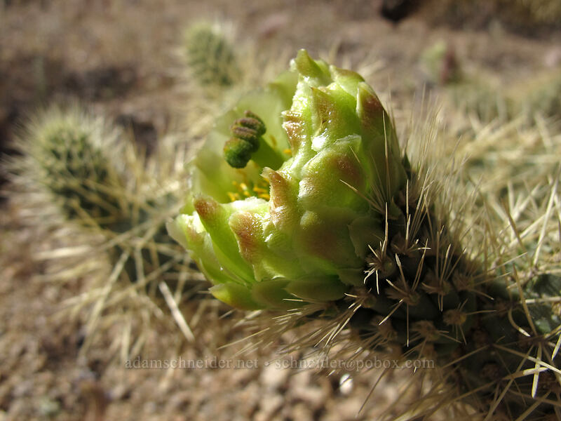 teddy-bear cholla flower (Cylindropuntia bigelovii (Opuntia bigelovii)) [Pinnacle Peak Park, Scottsdale, Maricopa County, Arizona]