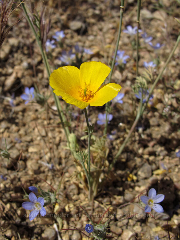 Mexican gold poppy & miniature woolly-stars (Eschscholzia californica ssp. mexicana, Eriastrum diffusum) [Pinnacle Peak Park, Scottsdale, Maricopa County, Arizona]