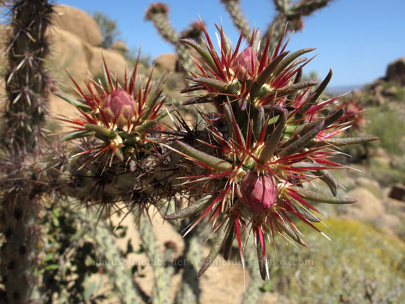 buck-horn cholla flower buds (Cylindropuntia acanthocarpa (Opuntia acanthocarpa)) [Pinnacle Peak Park, Scottsdale, Maricopa County, Arizona]