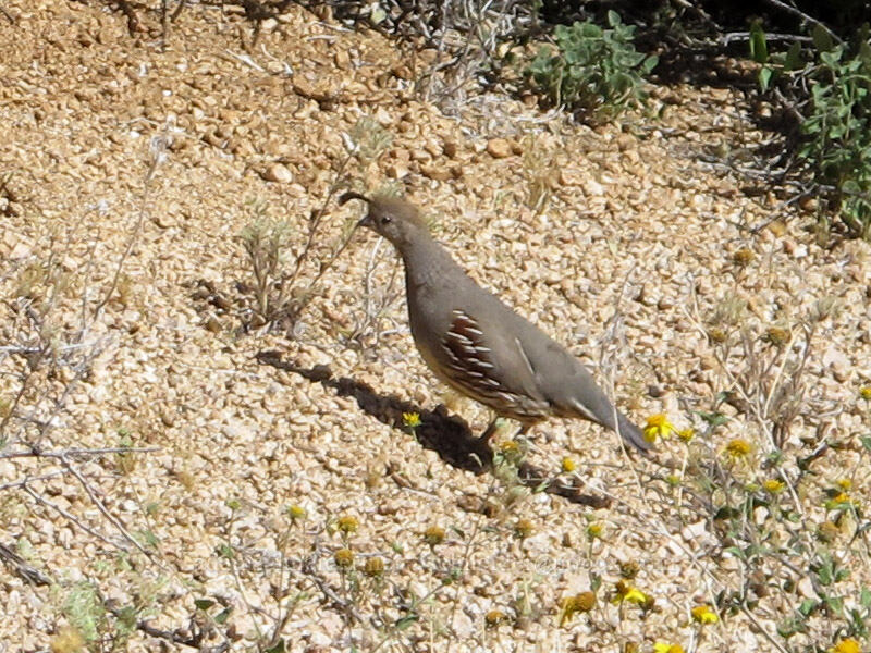 female Gambel's quail (Callipepla gambelii) [Pinnacle Peak Park, Scottsdale, Maricopa County, Arizona]