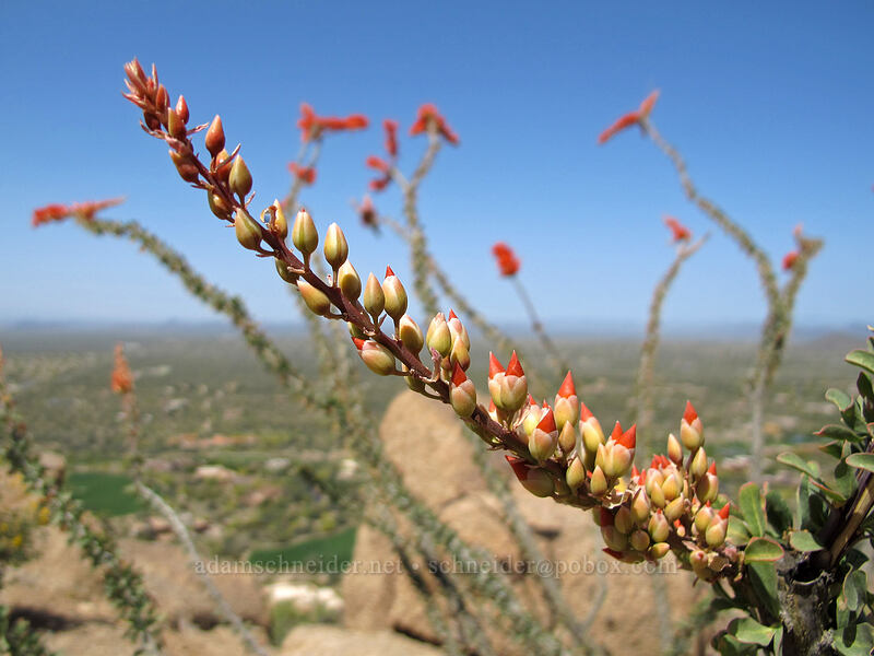 ocotillo, budding (Fouquieria splendens) [Pinnacle Peak Park, Scottsdale, Maricopa County, Arizona]