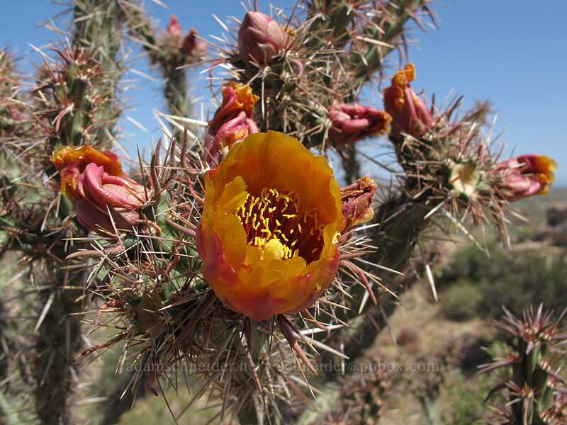 buck-horn cholla flowers (Cylindropuntia acanthocarpa (Opuntia acanthocarpa)) [Pinnacle Peak Park, Scottsdale, Maricopa County, Arizona]