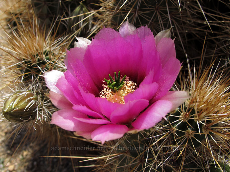 strawberry hedgehog cactus (Echinocereus engelmannii) [Pinnacle Peak Park, Scottsdale, Maricopa County, Arizona]