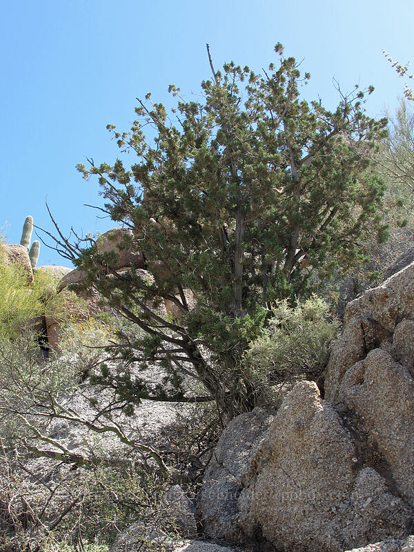 red-berry juniper (Juniperus coahuilensis) [Pinnacle Peak Park, Scottsdale, Maricopa County, Arizona]
