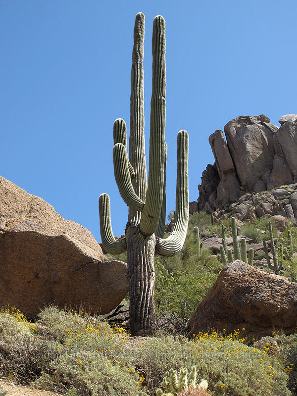 saguaro cactus (Carnegiea gigantea) [Pinnacle Peak Park, Scottsdale, Maricopa County, Arizona]