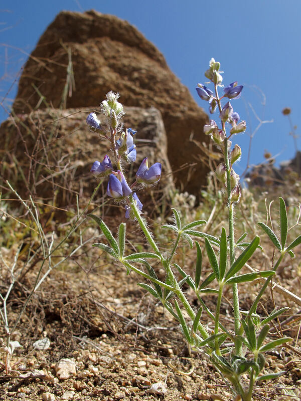 Coulter's lupine (Lupinus sparsiflorus) [Pinnacle Peak Park, Scottsdale, Maricopa County, Arizona]