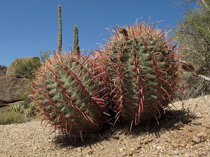 desert barrel cacti (Ferocactus cylindraceus) [Pinnacle Peak Park, Scottsdale, Maricopa County, Arizona]