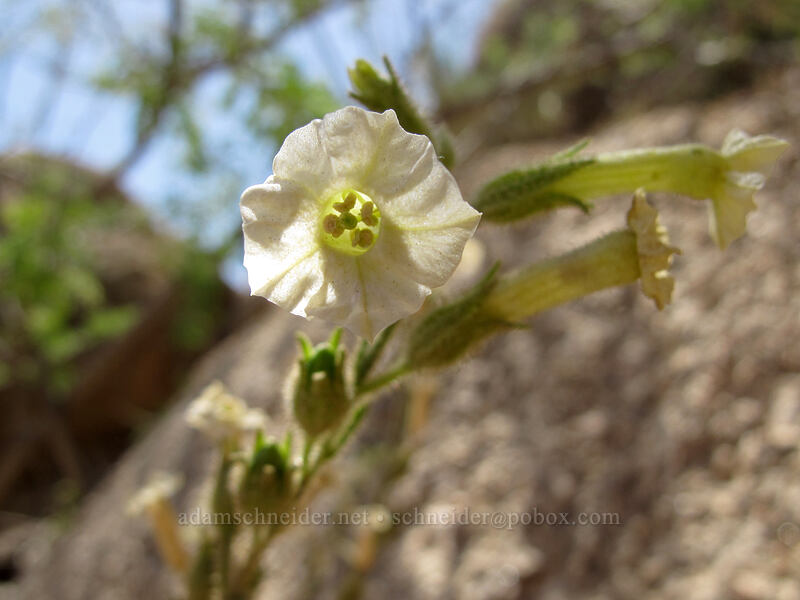 desert tobacco (Nicotiana obtusifolia) [Pinnacle Peak Park, Scottsdale, Maricopa County, Arizona]