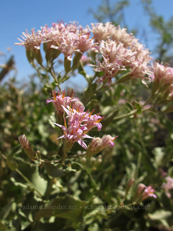 perezia (Acourtia wrightii) [Pinnacle Peak Park, Scottsdale, Maricopa County, Arizona]